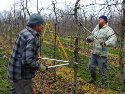 Rezidba jabuka - uzgojni oblik vitko vreteno