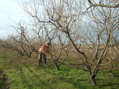 Početkom zime puno posla u voćnjacima