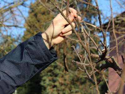 Rezidba jabuke, šljive i višnje