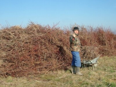 Spaljivanjem granja uništava štetnike i uzročnike bolesti