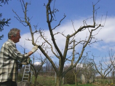 Jabuka - uzgojni oblik vaza