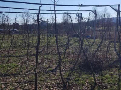 Rezidba krušaka na podlozi dunje