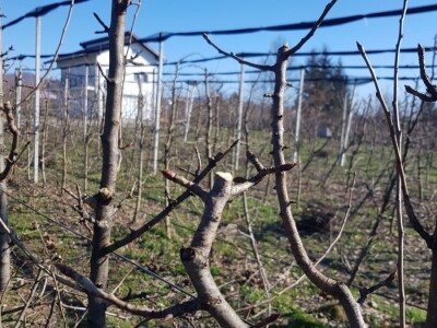 Rezidba krušaka na podlozi dunje