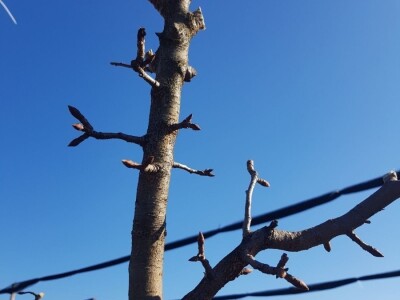 Rezidba krušaka na podlozi dunje