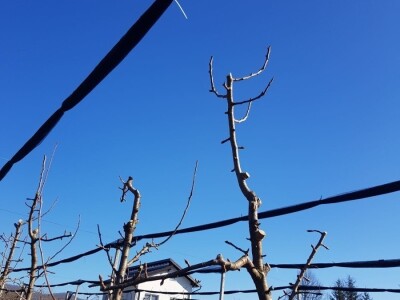 Rezidba krušaka na podlozi dunje