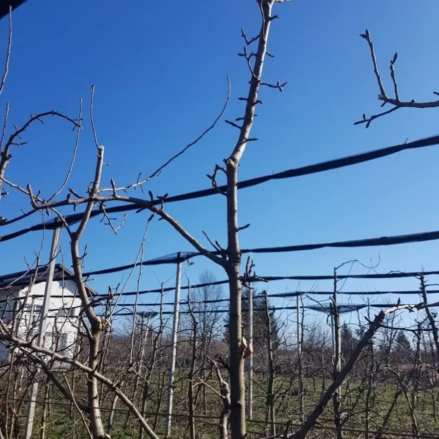 Rezidba krušaka na podlozi dunje