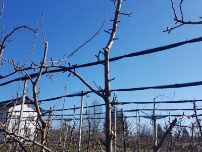 Rezidba krušaka na podlozi dunje