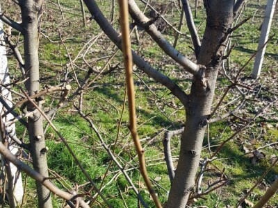 Rezidba krušaka na podlozi dunje