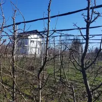 Rezidba krušaka na podlozi dunje