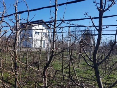 Rezidba krušaka na podlozi dunje