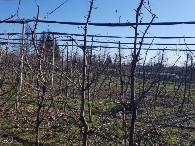 Rezidba krušaka na podlozi dunje