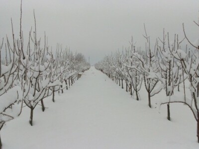 Kruške u iščekivanju rezača
