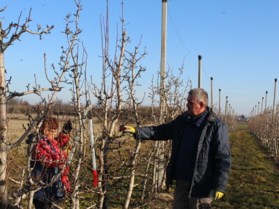 Rezidba jabuke, šljive i višnje