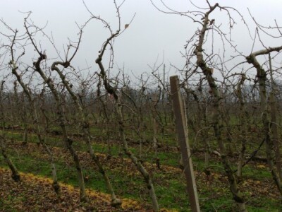 Odstranjuju se deblje, najčešće trogodišnje grane