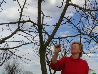 Dobra rezidba bolji urod