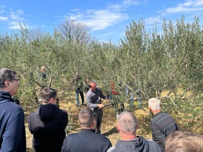 REZIDBA MASLINA   Kako mladi agronomi Stjepan i Toni grmolike masline  pretvaraju u polikončne vaze REZIDBA MASLINA   Kako mladi agronomi Stjepan i Toni grmolike masline  pretvaraju u polikončne vaze
