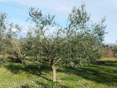 REZIDBA MASLINA   Kako mladi agronomi Stjepan i Toni grmolike masline  pretvaraju u polikončne vaze REZIDBA MASLINA   Kako mladi agronomi Stjepan i Toni grmolike masline  pretvaraju u polikončne vaze