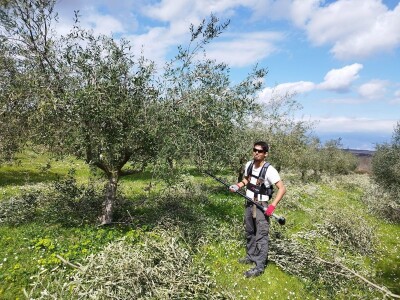 REZIDBA MASLINA   Kako mladi agronomi Stjepan i Toni grmolike masline  pretvaraju u polikončne vaze REZIDBA MASLINA   Kako mladi agronomi Stjepan i Toni grmolike masline  pretvaraju u polikončne vaze