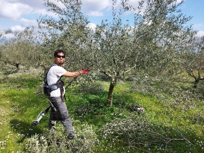 REZIDBA MASLINA   Kako mladi agronomi Stjepan i Toni grmolike masline  pretvaraju u polikončne vaze REZIDBA MASLINA   Kako mladi agronomi Stjepan i Toni grmolike masline  pretvaraju u polikončne vaze