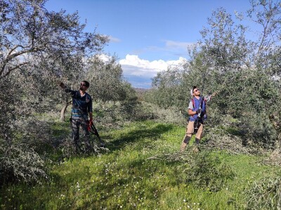 REZIDBA MASLINA   Kako mladi agronomi Stjepan i Toni grmolike masline  pretvaraju u polikončne vaze REZIDBA MASLINA   Kako mladi agronomi Stjepan i Toni grmolike masline  pretvaraju u polikončne vaze