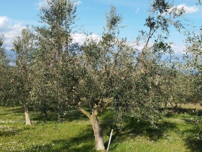 REZIDBA MASLINA   Kako mladi agronomi Stjepan i Toni grmolike masline  pretvaraju u polikončne vaze REZIDBA MASLINA   Kako mladi agronomi Stjepan i Toni grmolike masline  pretvaraju u polikončne vaze