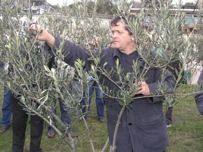 rezidba mladih maslina u neretvanskom Slivnu