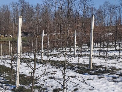 Rezidba mladih krušaka