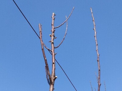 Rezidba mladih krušaka Rezidba mladih krušaka