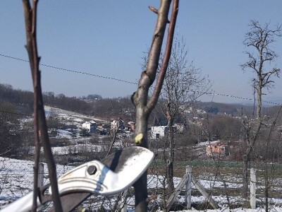 Rezidba mladih krušaka Rezidba mladih krušaka