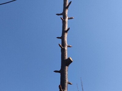 Rezidba mladih krušaka Rezidba mladih krušaka