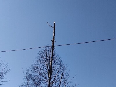 Rezidba mladih krušaka Rezidba mladih krušaka