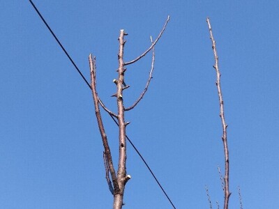 Rezidba mladih krušaka