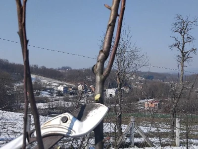 Rezidba mladih krušaka
