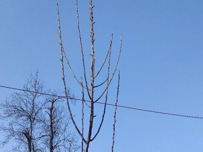 Rezidba mladih krušaka