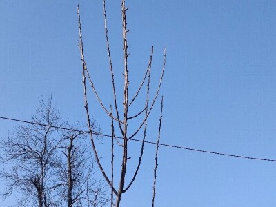 Rezidba mladih krušaka