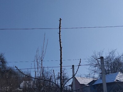 Rezidba mladih krušaka