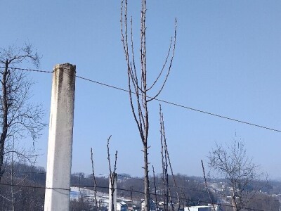 Rezidba mladih krušaka Rezidba mladih krušaka