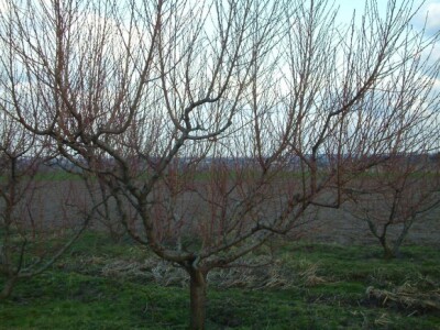 ...a ovako je izgledalo isto stablo prije rezidbe