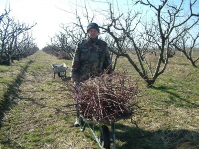 Davor Golub odvozi granje iz voćnjaka...