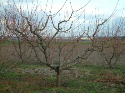 Ovako izgleda krošnja breskve nakon rezidbe...