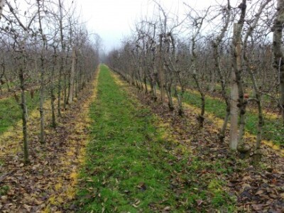 Brankovići imaju 18 hektara jabuka