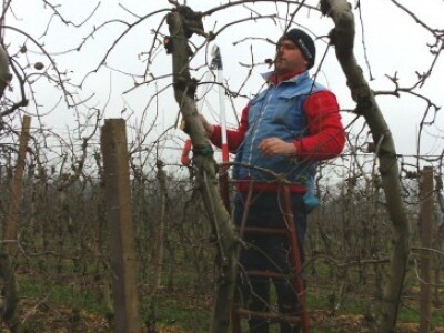 Jabuka na slabobujnoj podlozi M9