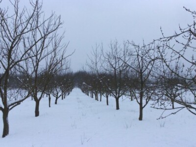 Treba prorijediti i krošnje trešanja