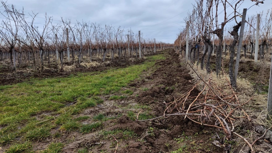 orezan vinograd
