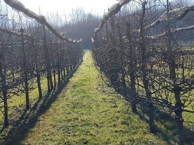 Rezidba voća Rezidba voća