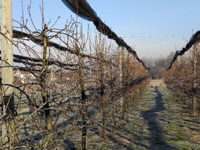 Rezidba voća Rezidba voća