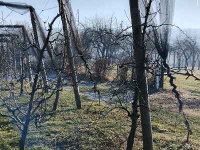 Rezidba voća Rezidba voća