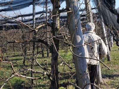 Rezidba voća Rezidba voća