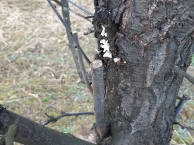 Rezidba voća