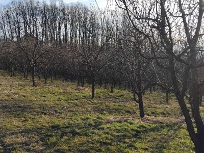 Rezidba voća Rezidba voća